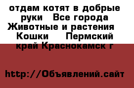 отдам котят в добрые руки - Все города Животные и растения » Кошки   . Пермский край,Краснокамск г.